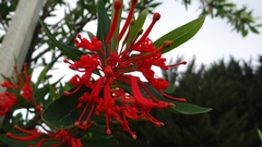 Embothrium coccineum