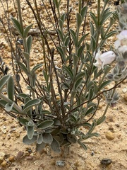 Dasymalla terminalis