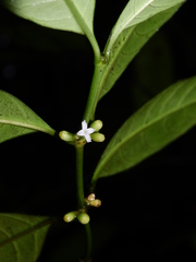 Ronabea latifolia