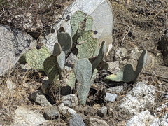 Opuntia basilaris basilaris
