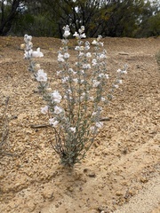 Dasymalla terminalis