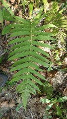 Pelazoneuron kunthii