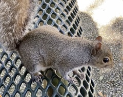 Sciurus carolinensis