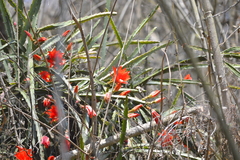 Disocactus speciosus