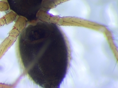 Trichoncus helveticus