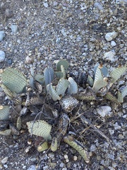 Opuntia basilaris