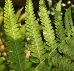 Pelazoneuron kunthii