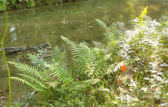 Pelazoneuron kunthii