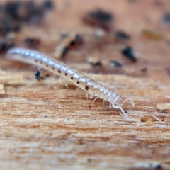 Blaniulidae