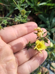 Potentilla recta
