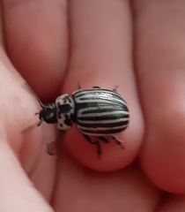 Leptinotarsa undecimlineata