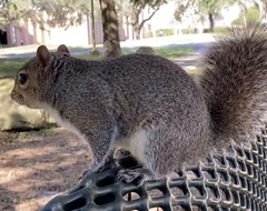 Sciurus carolinensis