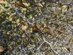 Pseudoziziphus parryi