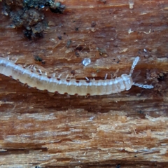Blaniulidae