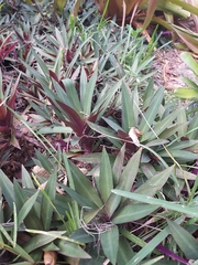 Tradescantia spathacea