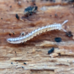 Blaniulidae