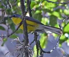 Myioborus brunniceps