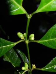 Ronabea latifolia