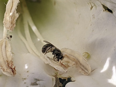 Halictus tripartitus