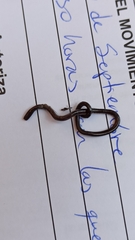 Indotyphlops braminus