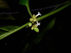Ronabea latifolia