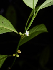 Ronabea latifolia