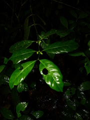 Ronabea latifolia