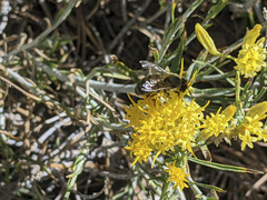 Ericameria nauseosa bernardina