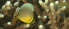 Chaetodon lunulatus