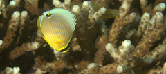 Chaetodon lunulatus