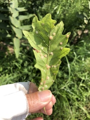 Neuroterus floccosus