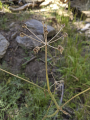 Angelica capitellata