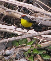 Myioborus brunniceps