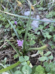 Colchicum cupanii