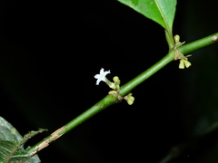 Ronabea latifolia