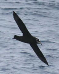 Procellaria conspicillata