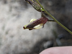 Cordylanthus nevinii