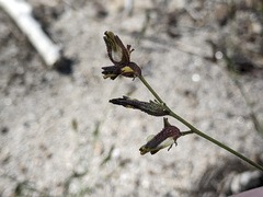 Cordylanthus nevinii
