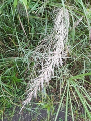 Saccharum spontaneum