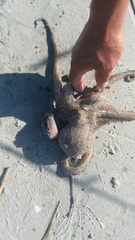 Octopus americanus