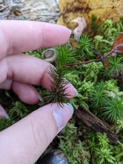 Polytrichum