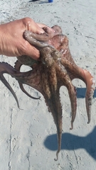Octopus americanus