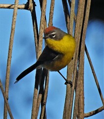 Myioborus brunniceps