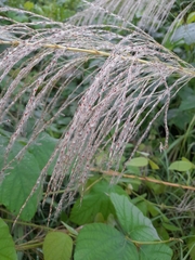 Saccharum spontaneum