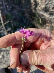 Sixalix atropurpurea