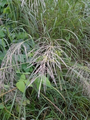 Saccharum spontaneum