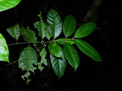 Ronabea latifolia