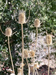 Dipsacus sativus