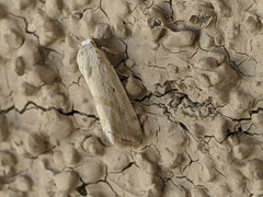 Caradrina montana