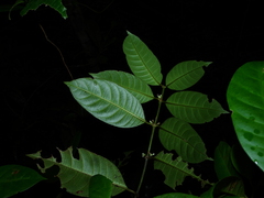 Ronabea latifolia